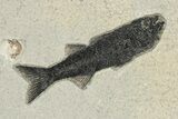 Multiple Fossil Fish (Mioplosus & Knightia) Plate - Wyoming #222871-3